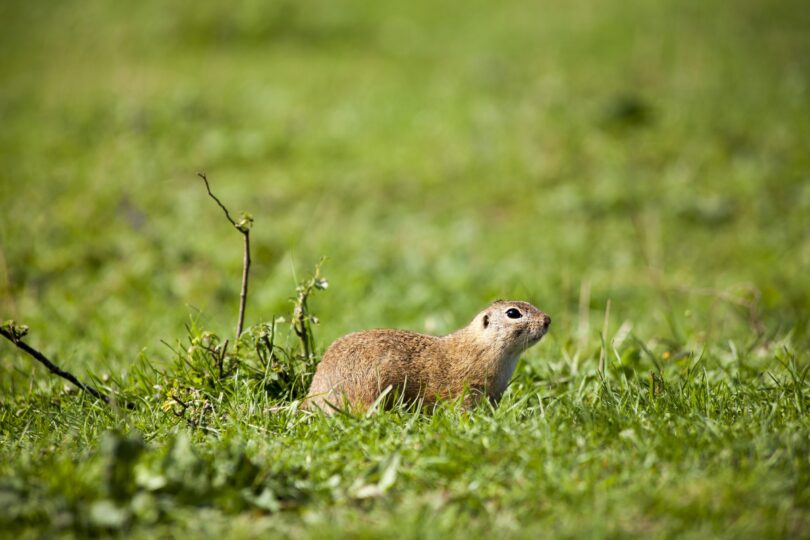 Sysle Muránska planina