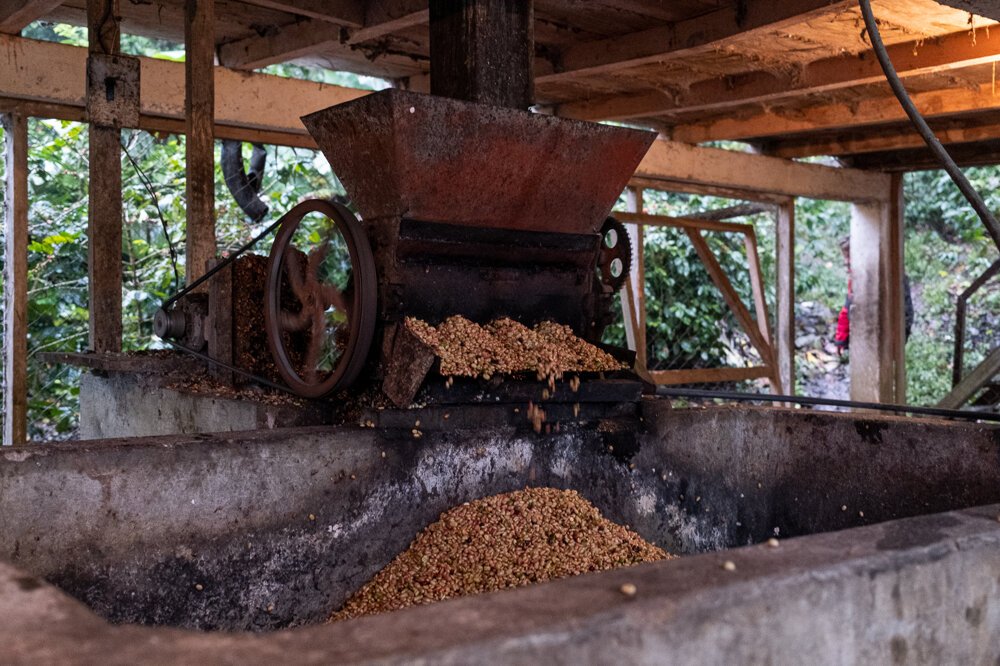 Slovák dováža unikátnu kávu priamo z Hondurasu