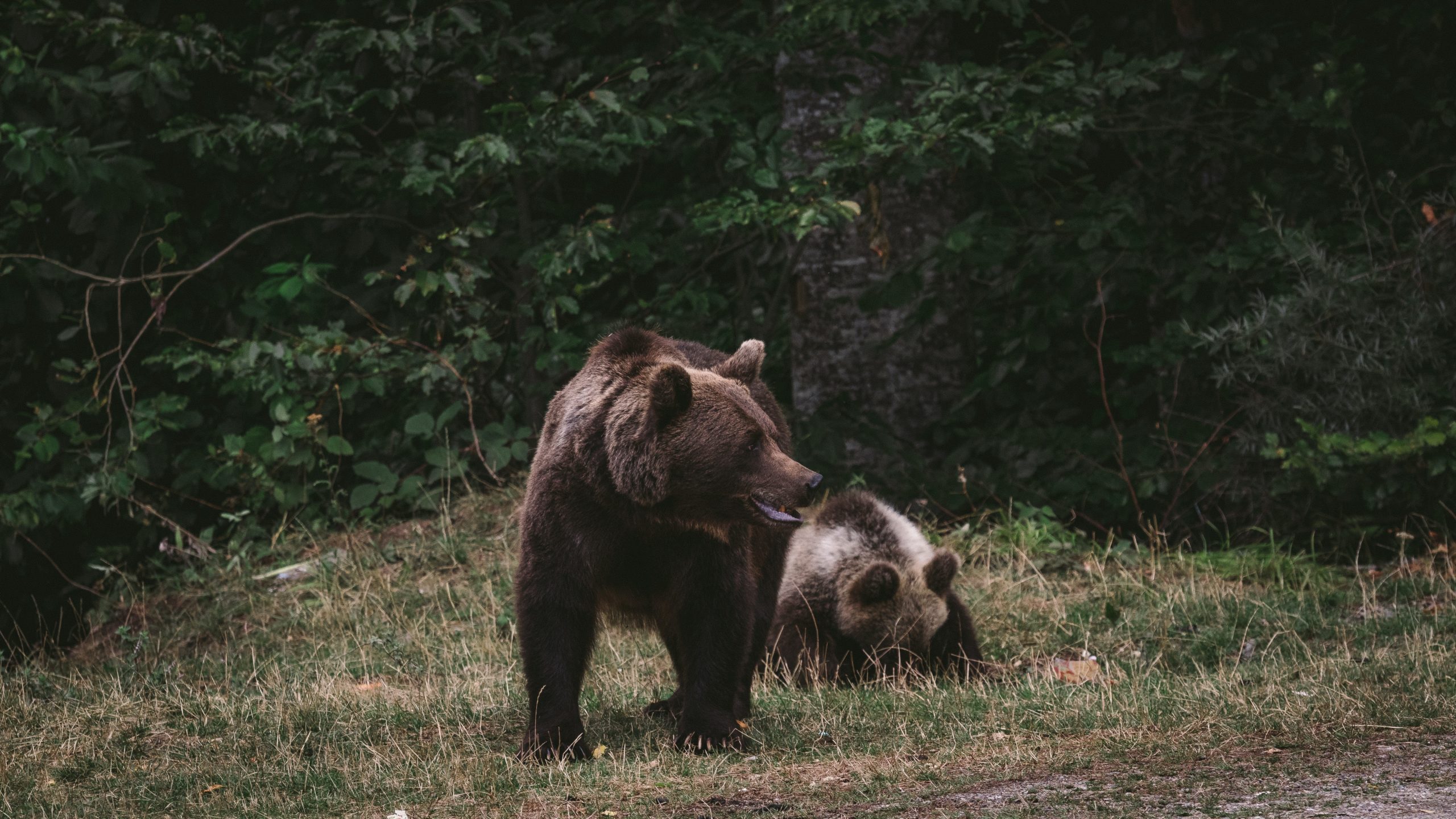 Ako sa správať pri stretnutí s medveďom?