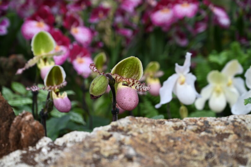 Botanická záhrada Košice