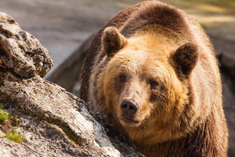 ZOO Bojnice