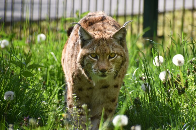 ZOO Bratislava