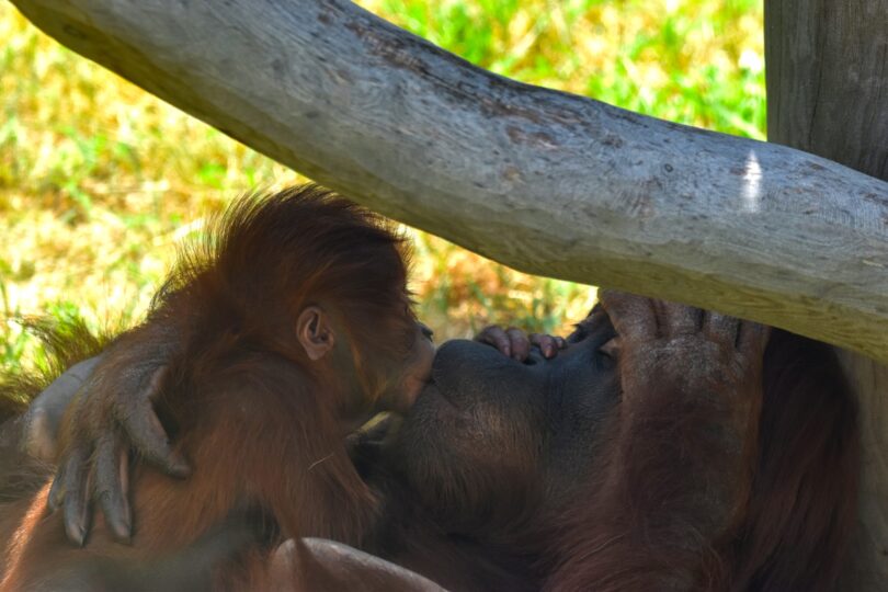 ZOO Bratislava