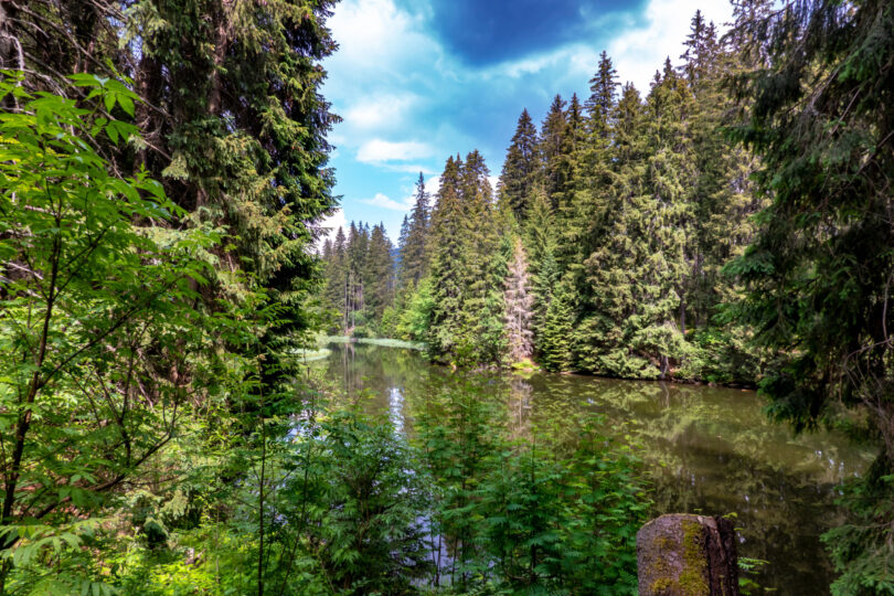 Vrbické pleso